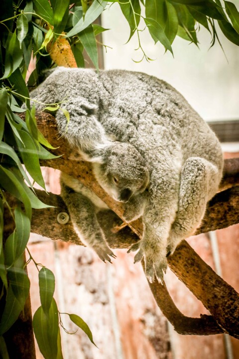 zoo de lisboa 15.jpg