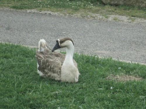 33076221_1652198684895430_4070130134626074624_n.jp 33076221_1652198684895430_4070130134626074624_n.jp