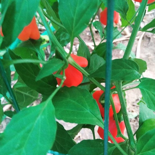 14570295_769436856529411_4748597772448478778_n.jpg 14570295_769436856529411_4748597772448478778_n.jpg