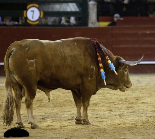 Toiro Pasmoso indultado em Valência.png