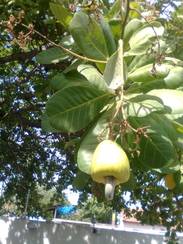 LENDAS/BAIRRO DOS NOIVOS/TERESINA