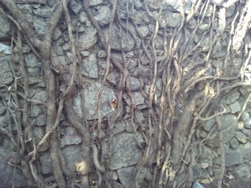 Original DAPL. Hera. 2016.jpg