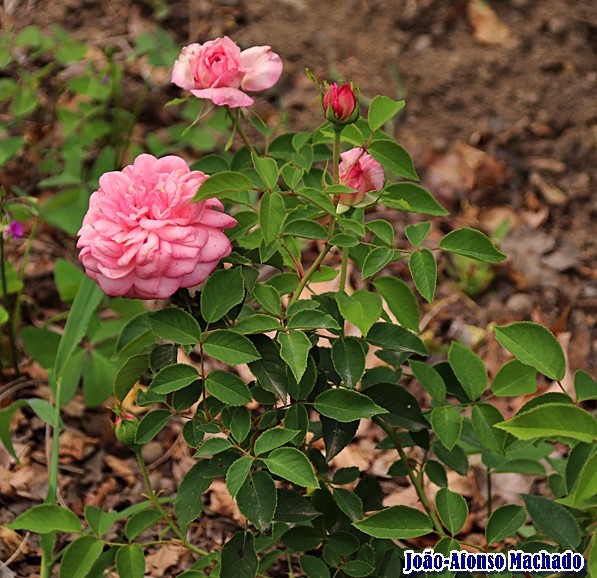 021.06.16 - NOVA ROSA LUXEMBURGO.JPG 021.06.16 - NOVA ROSA LUXEMBURGO.JPG