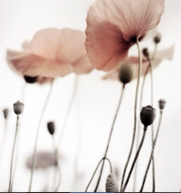 18056933_1514136775277558_3798032818462130751_n.pn