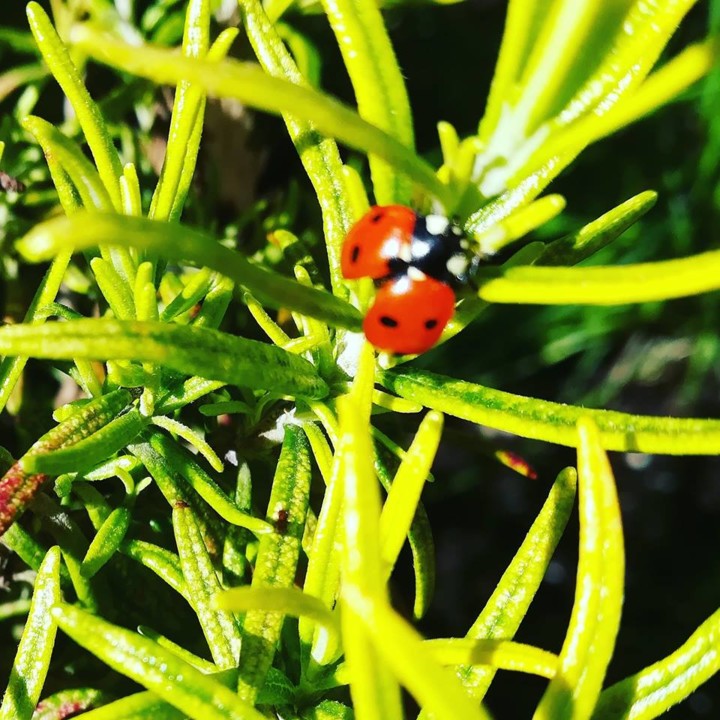 56664729_1343412782465146_5927163479612981248_n.jp