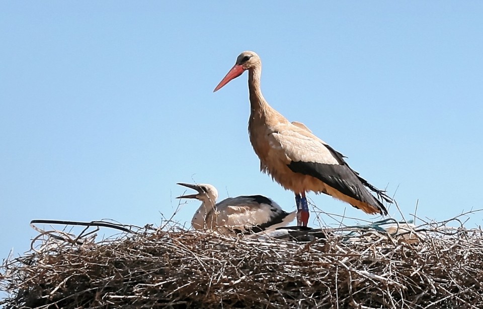 IMG_4970_Optimizer.jpg IMG_4970_Optimizer.jpg