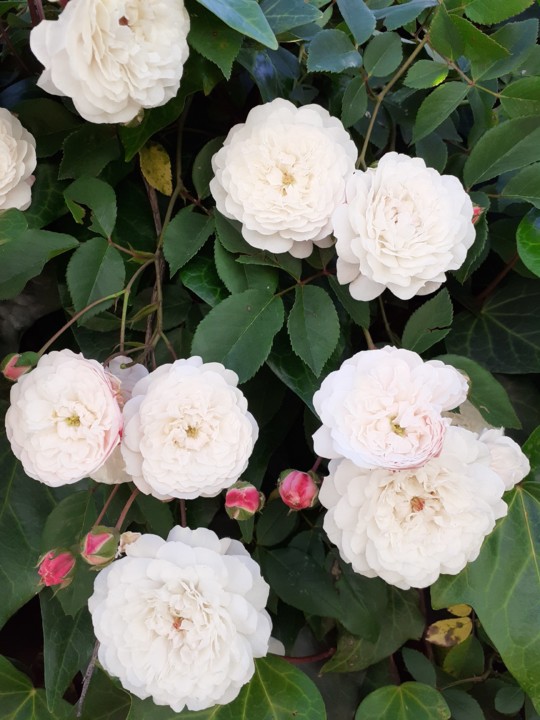 Rosas de Nossa Senhora. Foto original. 2021. 05. jpg