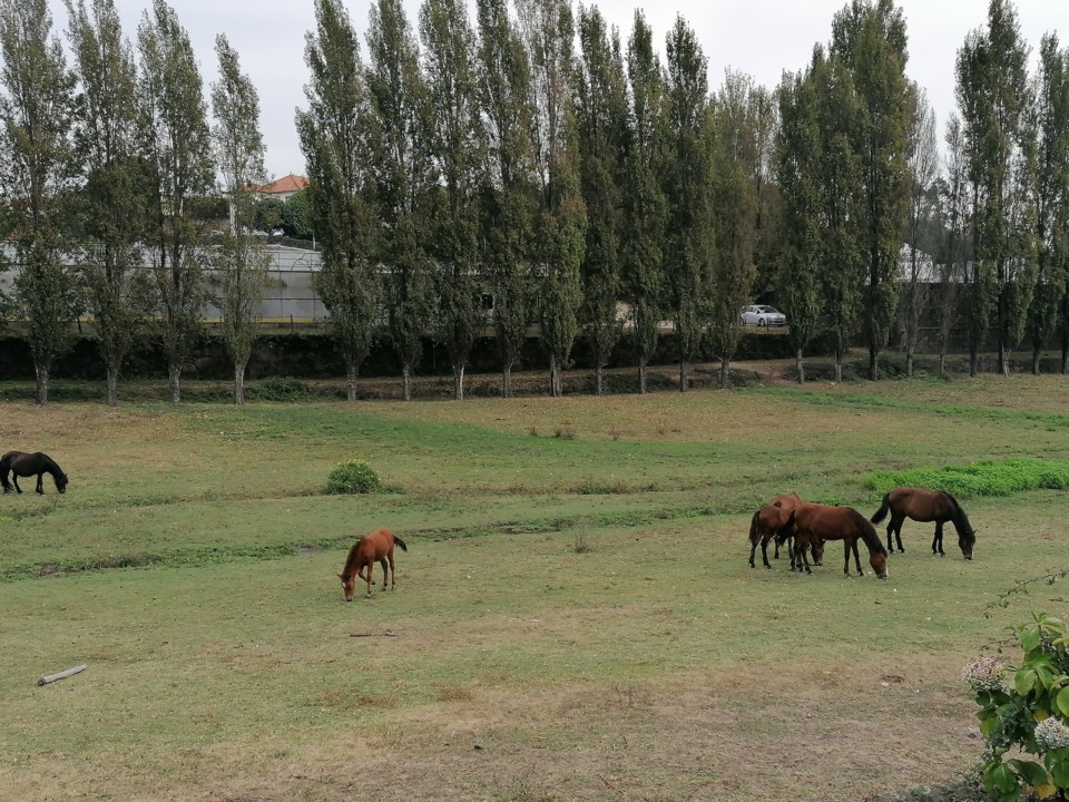 IMG_20200912_144816.jpg IMG_20200912_144816.jpg