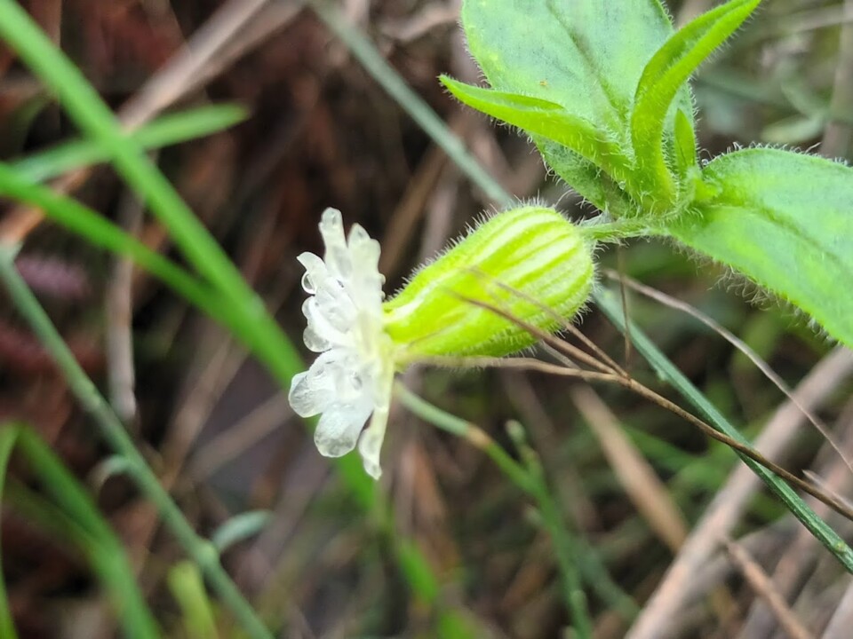 Não me canso disto flores.jpg