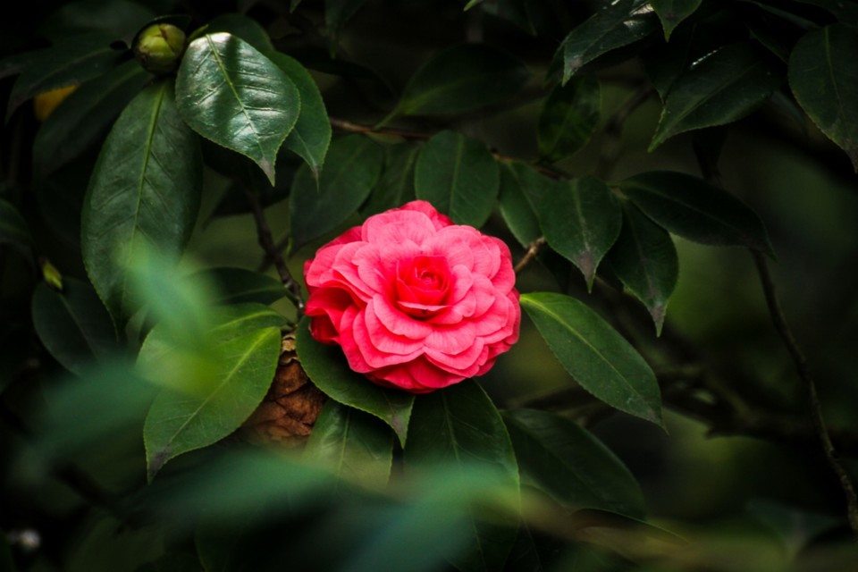 mathotiana 1.jpg mathotiana 1.jpg