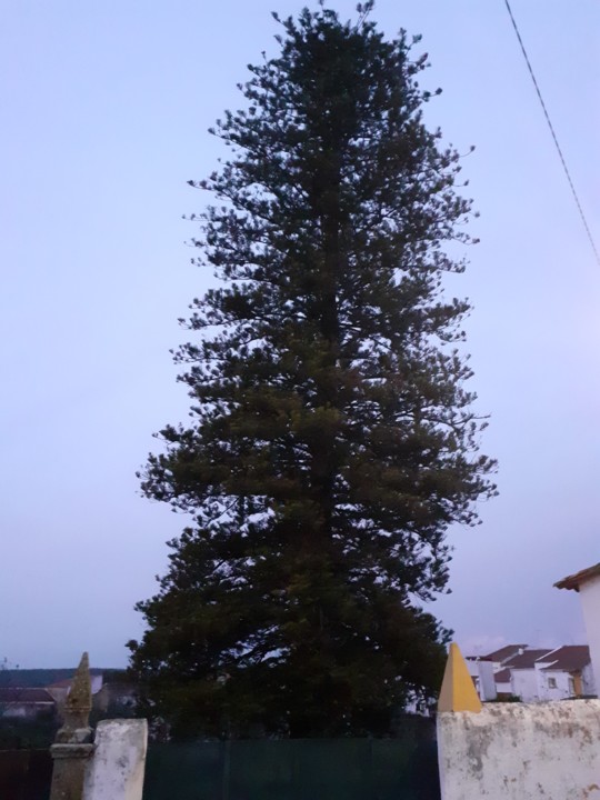 Araucária de Norfolk. Foto Original. 2021.12.23.jpg