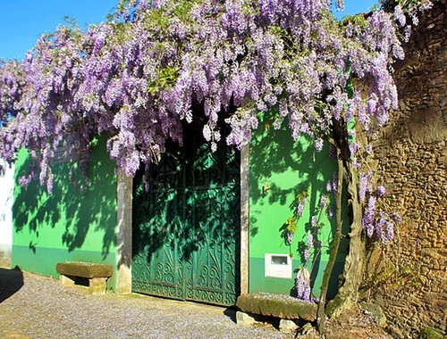 ENTRADA COM GLICÍNIAS.JPG