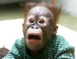 transferir.jpg transferir.jpg