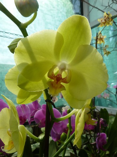orquideas_3.jpg