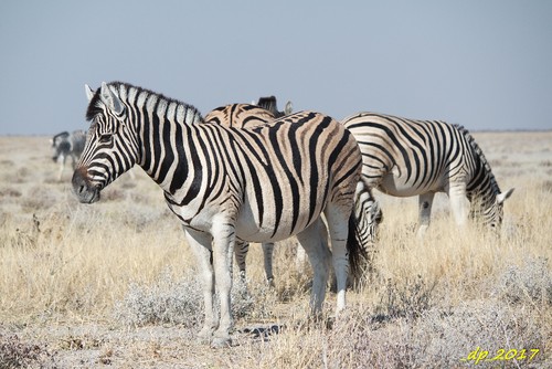 SAM_9652.JPG SAM_9652.JPG