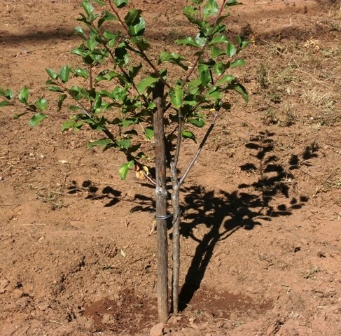 feira medieval 239.jpg