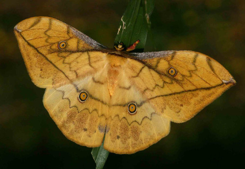 Pselaphelia flavivitta.jpg