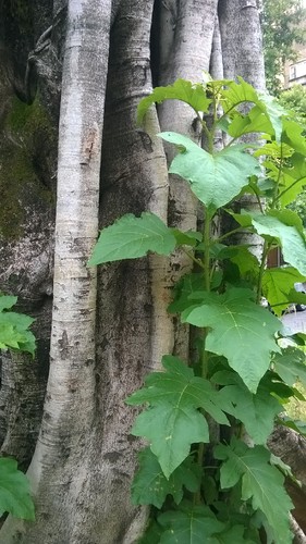 WP_20151212_013.jpg WP_20151212_013.jpg