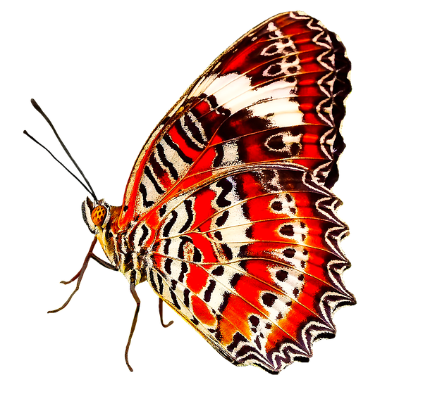 nature-2776342_960_720 (1).png