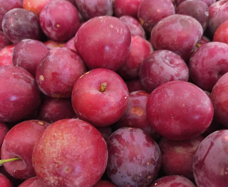 448405966_852734136883998_7630452570936085863_n.jp