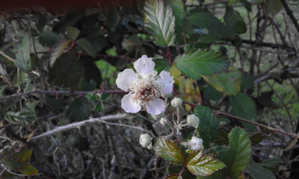 Flor da silva. Foto Original. 2020. 10. jpg