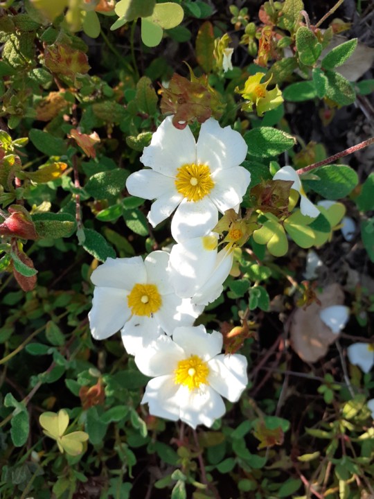 Estevinhas Brancas. Foto Original. 2021. 04. jpg