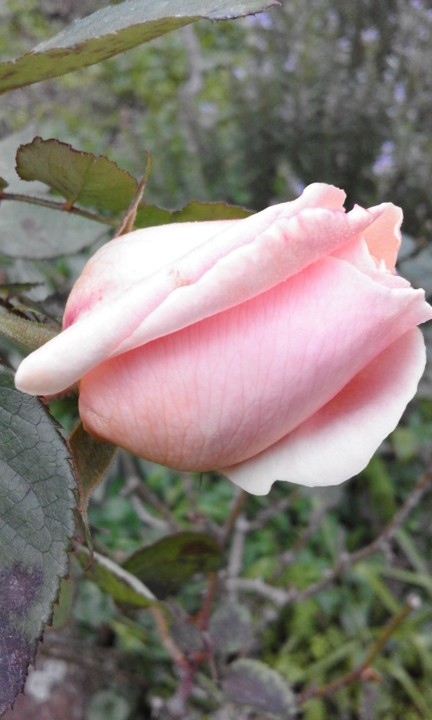 Uma rosa rosa. Foto original. 2020. 01. jpg