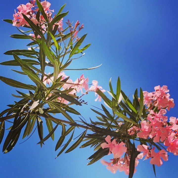 79214218_1741495325990221_1132981527209264256_o.jp