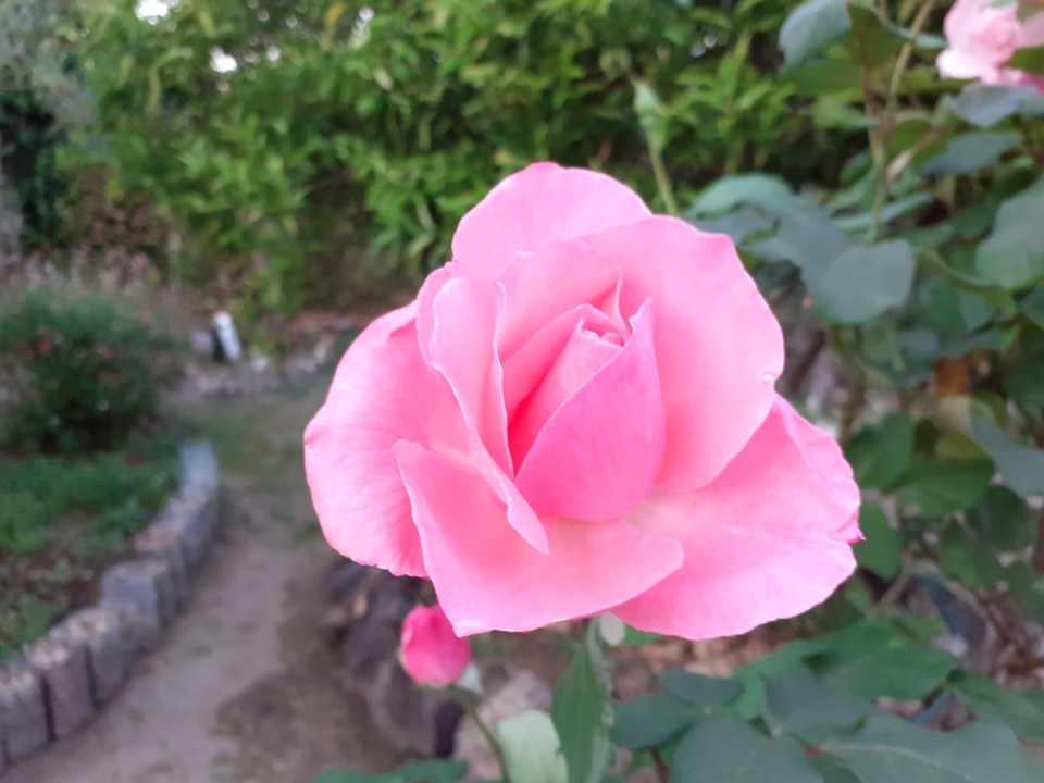 Rosa rosa. Foto Original. 2021.10.19.jpg