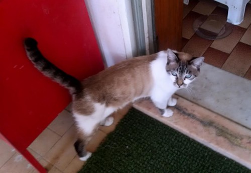 Diana 29-08-15 Diana 29-08-15