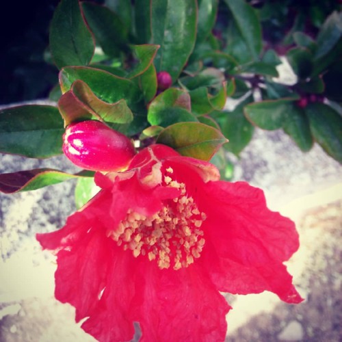 2018-05-27 romã.jpg 2018-05-27 romã.jpg