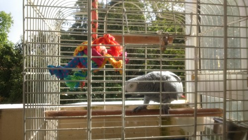 PAPAGAIO DE ESTIMAÇÃO