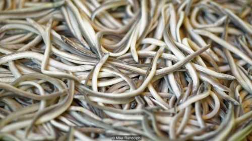 p0608bhk.jpg p0608bhk.jpg