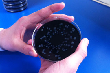 legionella-labatory-analysis.jpg