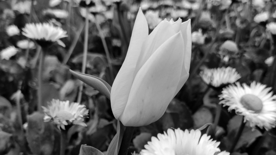 Tulipa preo de branco.jpg