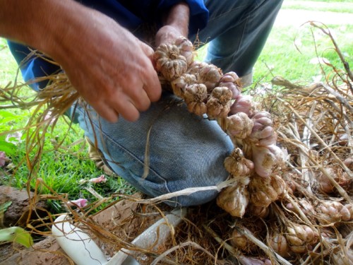 alho piracaia trançando carlos.jpg alho piracaia trançando carlos.jpg