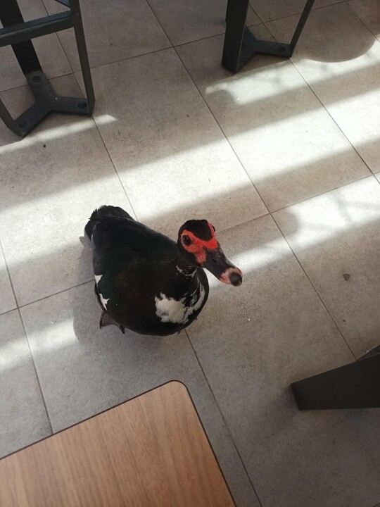 Não me canso disto_pato1.jpg