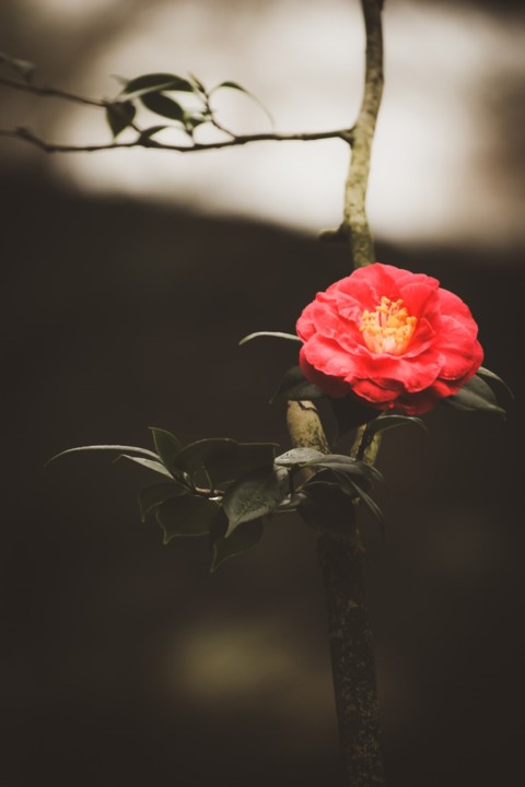camellia japonica 5.jpg camellia japonica 5.jpg