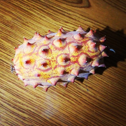 48379794_1268471369959288_3229656836399431680_n.jp