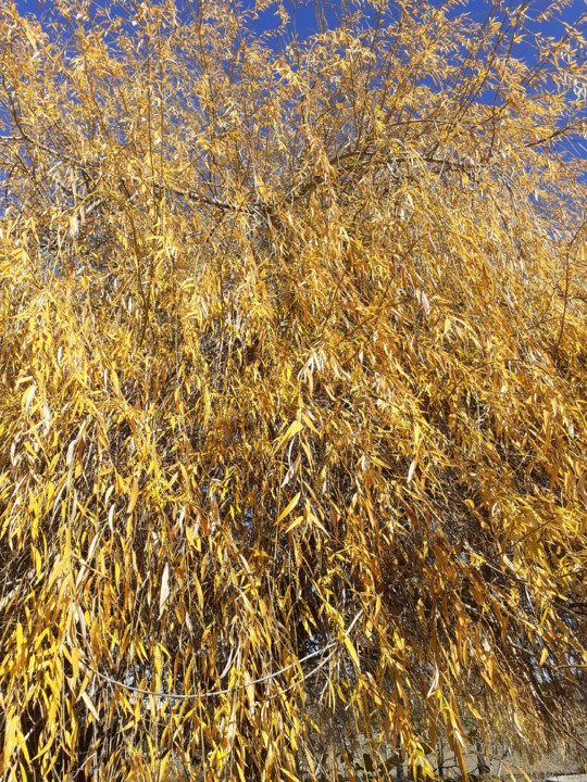 Chorão no Vale. Foto original. 2021.12.12.jpg