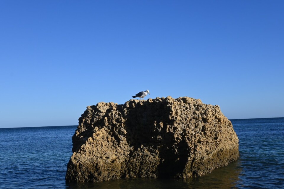 Não me canso disto Gaivota.JPG