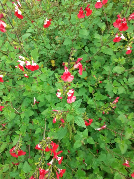 Rapaziada. Foto original. 2021. 05. jpg