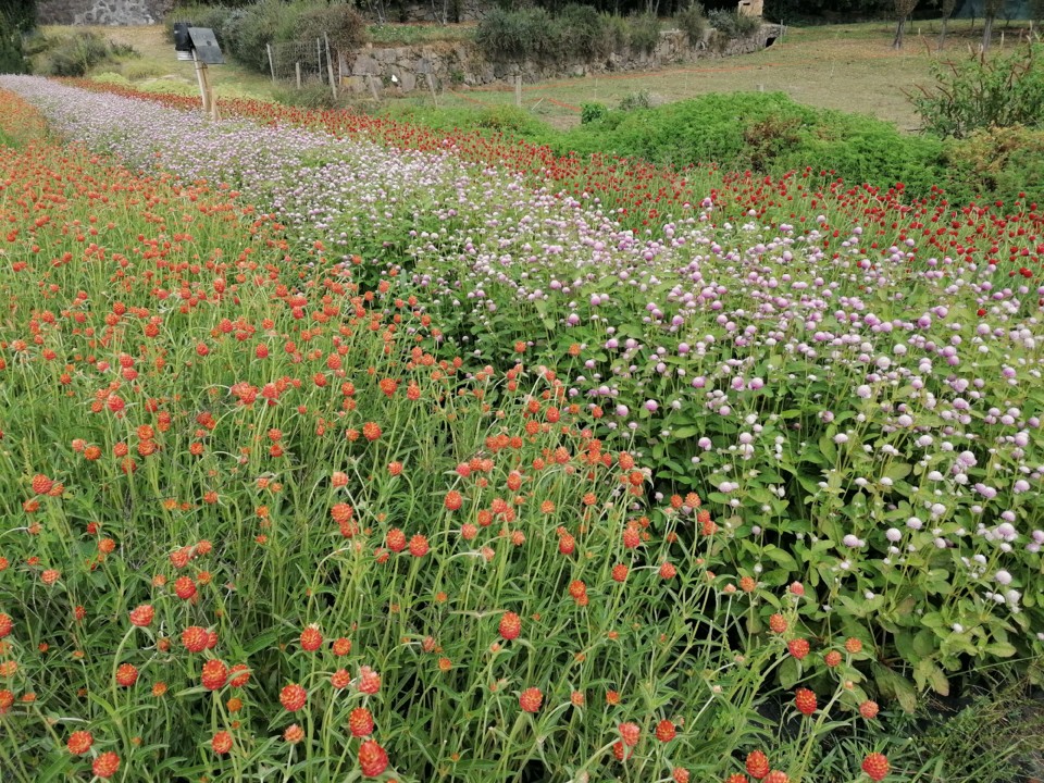 IMG_20200912_145810.jpg IMG_20200912_145810.jpg