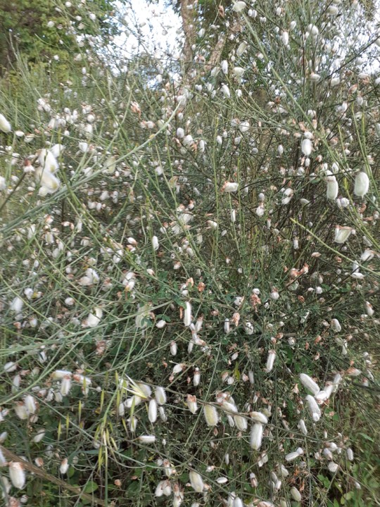 Giesta frutificada I. Foto Original. 2021.05.jpg