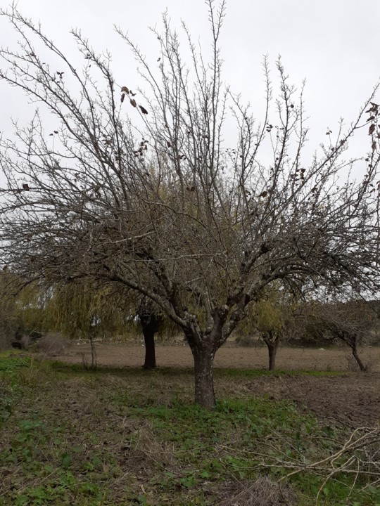 Amoreira Barca D'Alva. Foto original. 2021.12.01.jpg