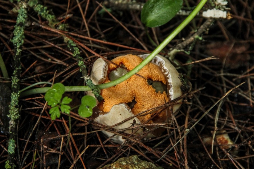 Clathrus ruber 9.jpg Clathrus ruber 9.jpg