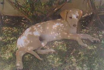 19225253_1828784784106835_1167462271517965087 mel_