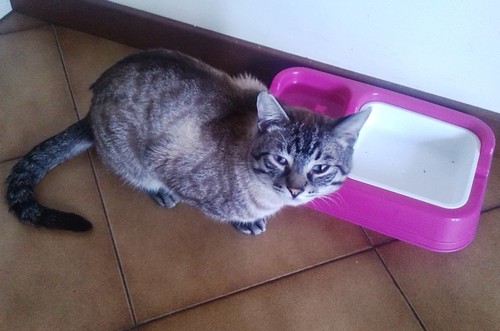 simba na cozinha.jpg