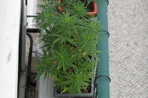 Canábis?, Lisboa, 2012