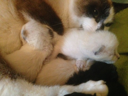 IMG-20180410-WA0005.jpg IMG-20180410-WA0005.jpg